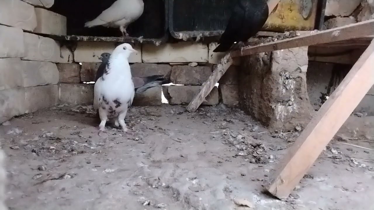 اللهم صلي على محمد وآل محمد 🌺