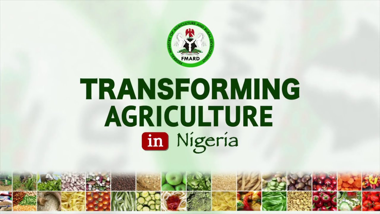 Eps 43:  Impact of IAR on Cereals Crops Production in Nigeria