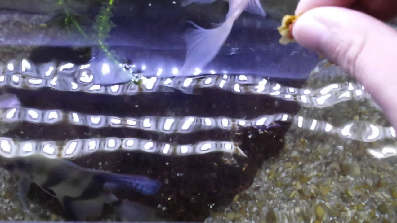 3 formas de dar ração aos peixes no aquário   (compartilhe)