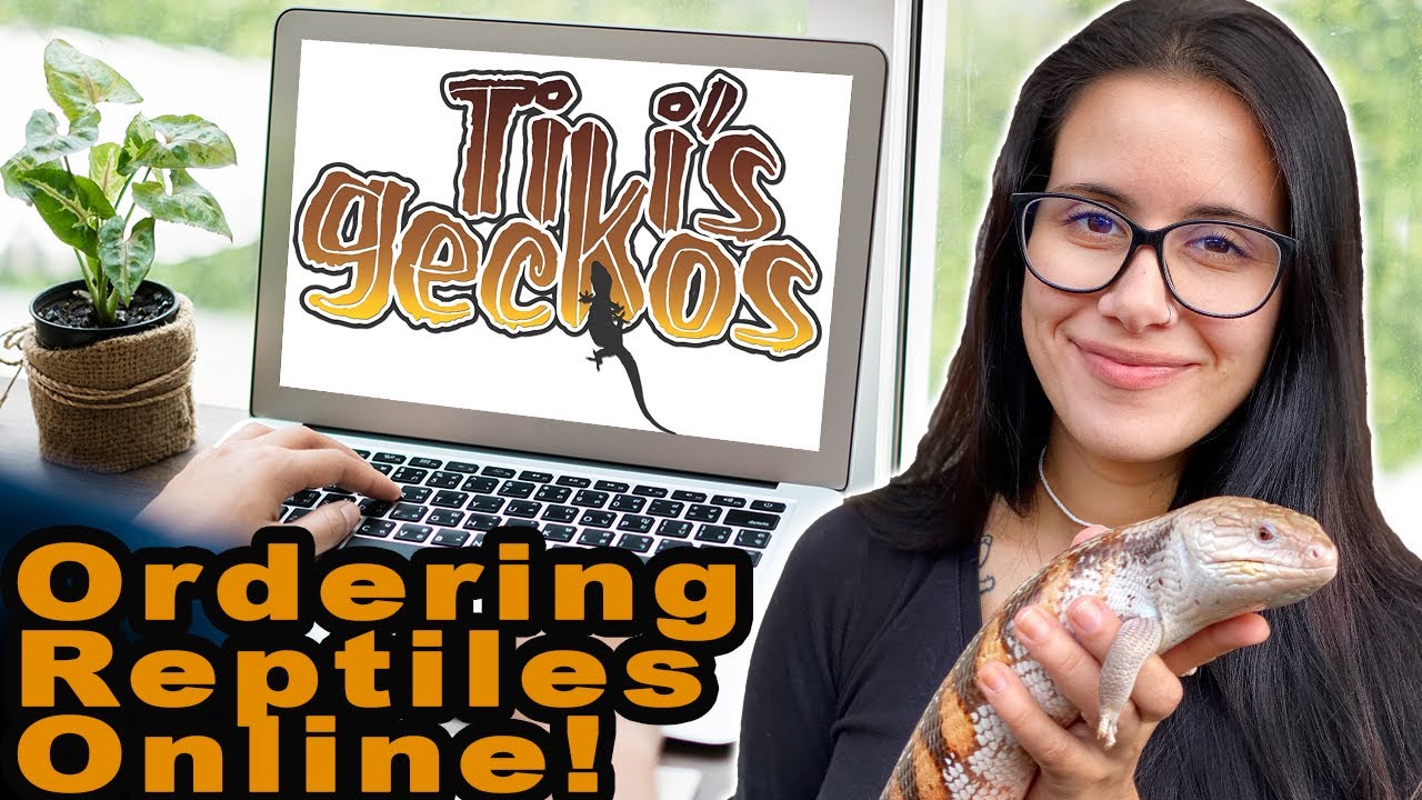 Buying a Reptile Online: What You Need to Know!