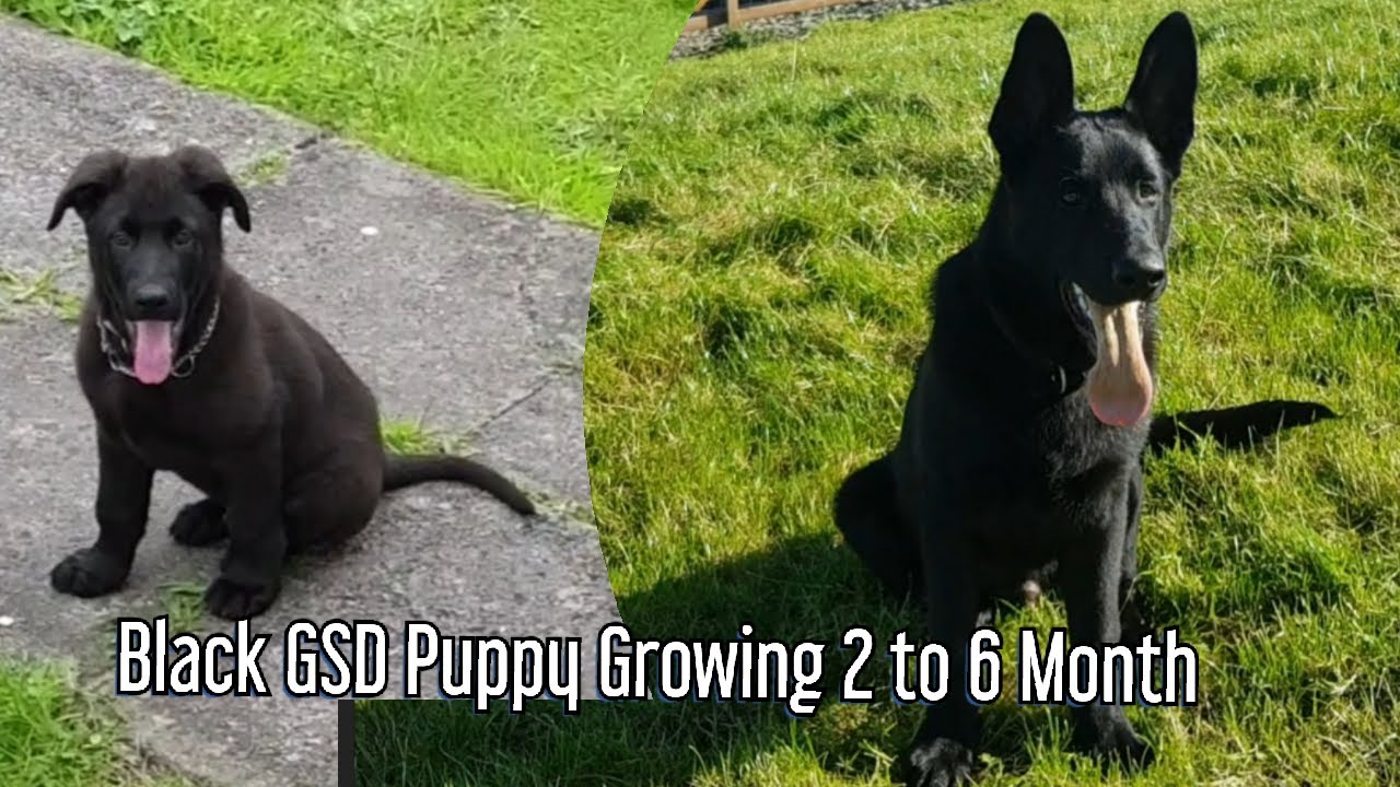 Black German shepherd growing up!(2 to 6 months)