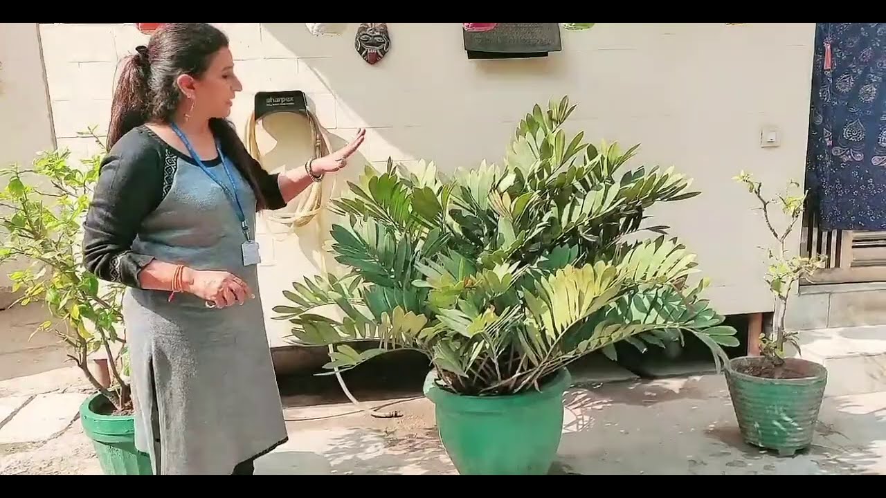 #cardboard plant🌴 #terrace garden#zamia palm#how to care#Sarita ki bagiya🏘️#all in one#New Delhi ❤️