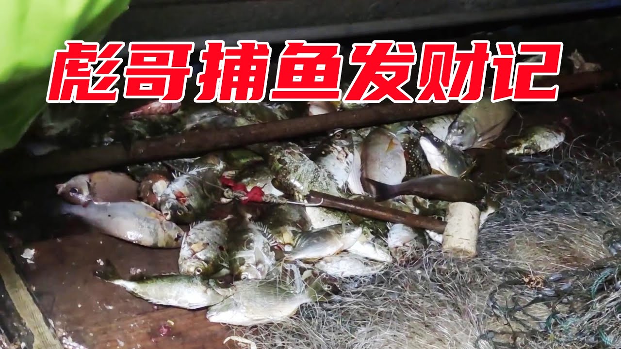 【彪哥捕鱼发财记】总算是捕到了值钱的海红斑，6条扒皮牛，连大真鲷一条都要4斤【南澳岛记录员彪哥】