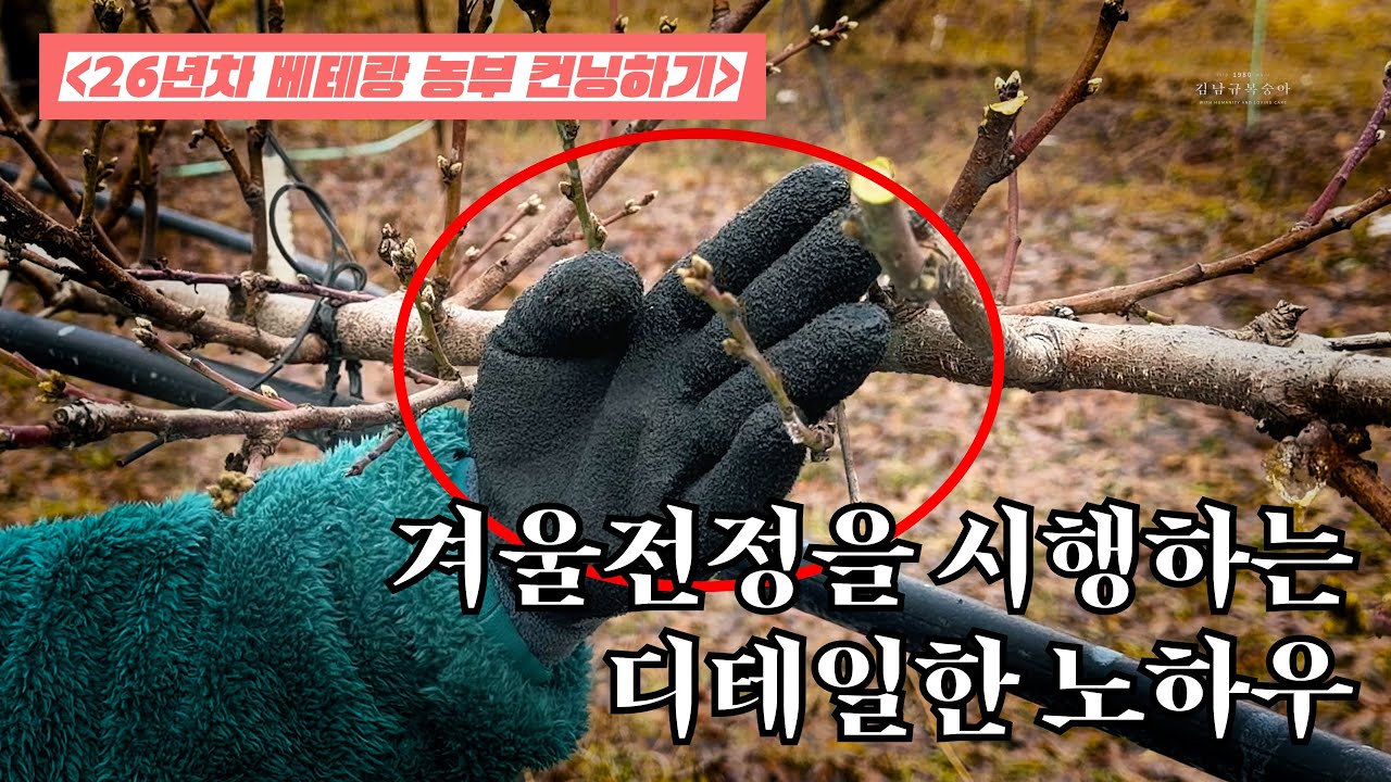 겨울전정을 시행하는 디테일한 노하우 | 26년차 베테랑 농부 컨닝하기