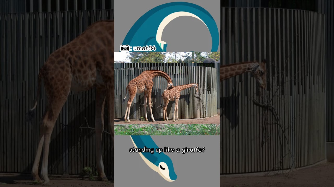 Paleo Sleep: Oops! All Barosaurus