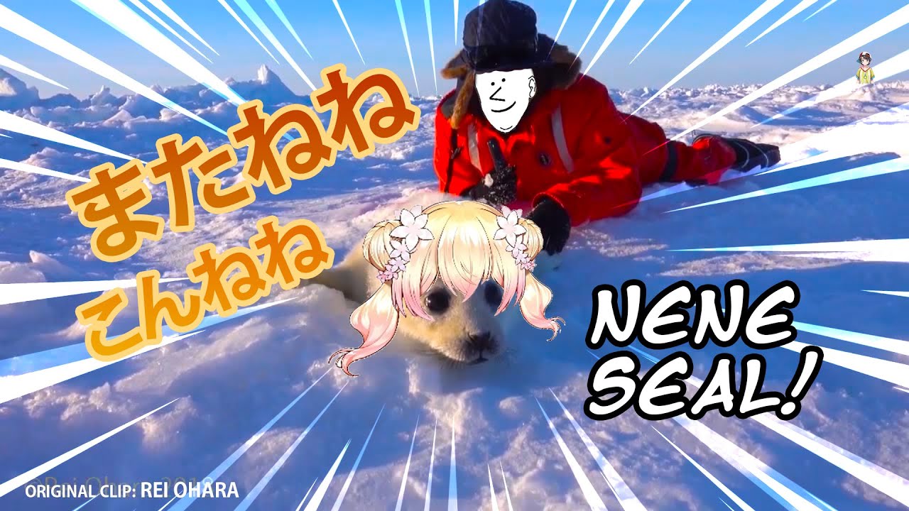 【Vtuber廢片】Nene Seal is being adored【hololive【桃鈴ねね】【MomosuzuNene】【Meme】