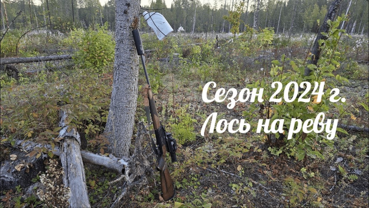 СЧАСТЬЕ В ОХОТЕ... Мой второй лось на реву... Не прошло и два года...
