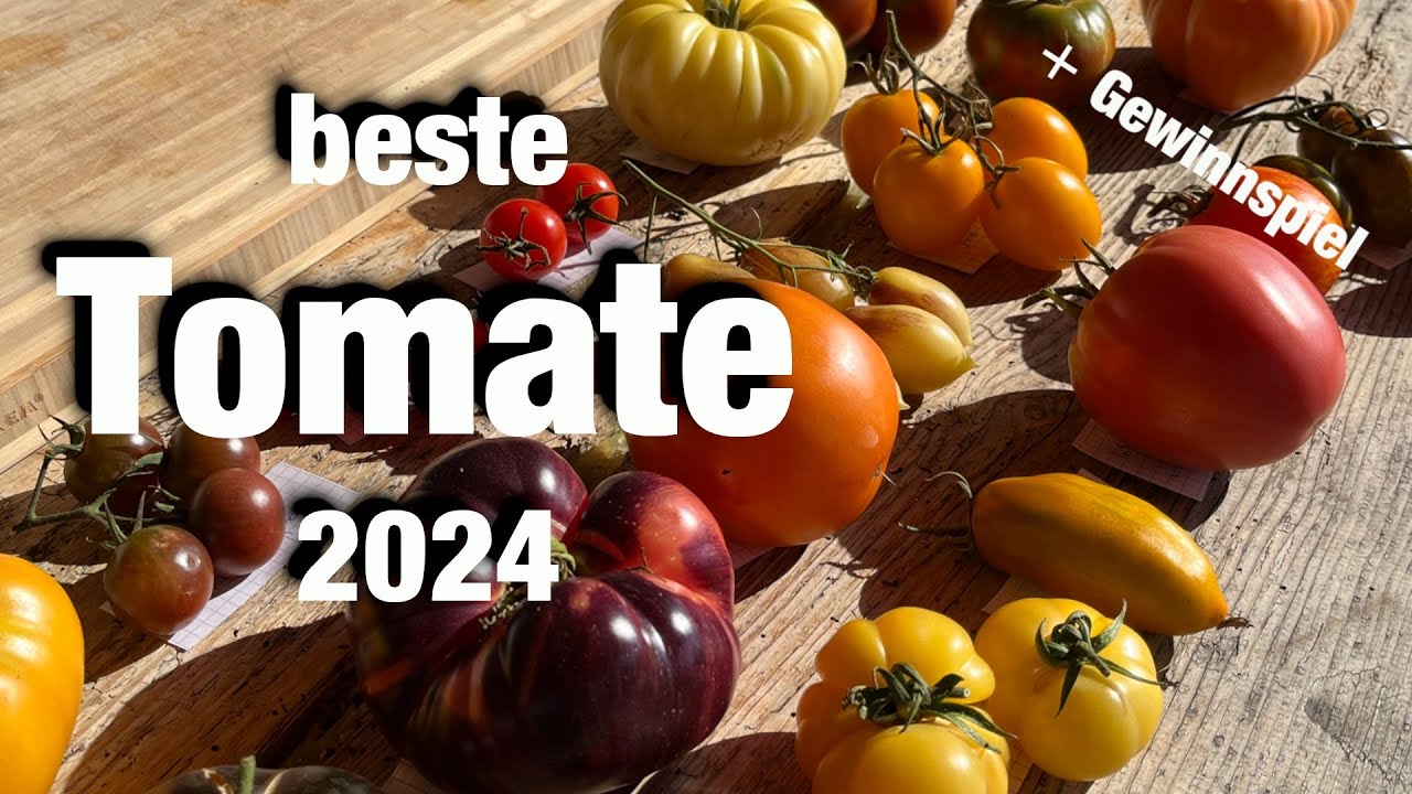 Beste Tomate 2024, Saatgut gewinnen, Tomatensorten