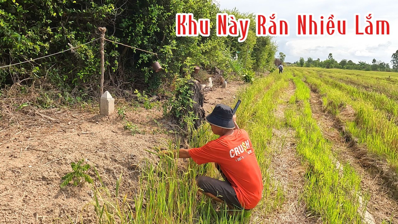 Được Con Rắn Tr&uacute;ng Th&ecirc;m 1 Bầy C&aacute; L&oacute;c Mắc Cạn | Đam M&ecirc; Săn Bắt