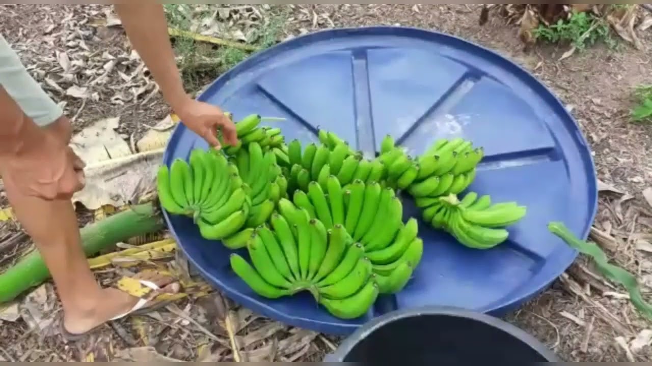 🔴 TÉCNICAS PARA O AMADURECIMENTO DA BANANA- sem uso de produtos químicos