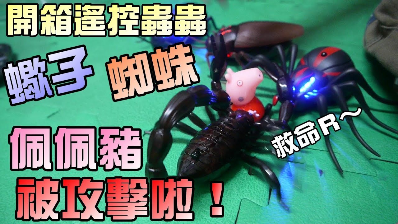 遙控蜘蛛玩具開箱｜佩佩豬一家人被攻擊拉！