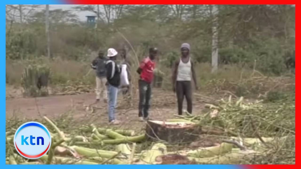 Nakuru leaders threaten legal action over tree cutting