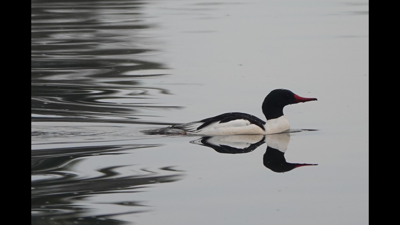 Common Mergansers  February 2026