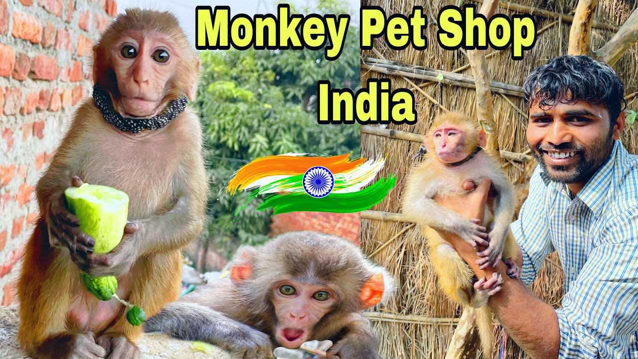 Monkey Pet In India 🤩