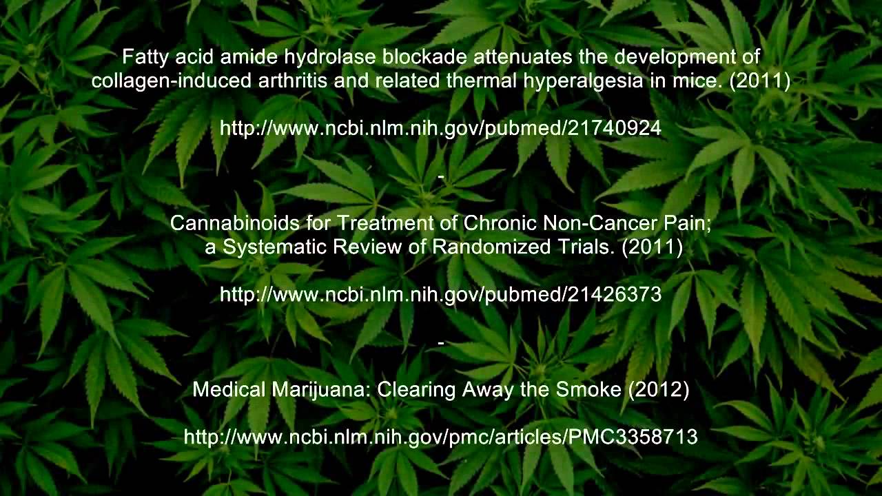 Cannabis Research   How Marijuana Affects Pain   Cannabinoid Studies