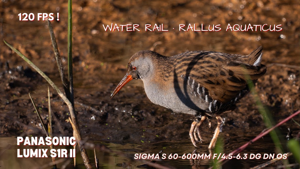 Water Rail · Rallus aquaticus in wild - (wodnik) 4k 120fps slow motion