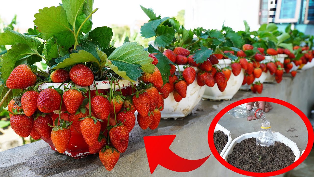 The Secret To Growing Perfect Strawberries In Juicy And Fruitful Pots