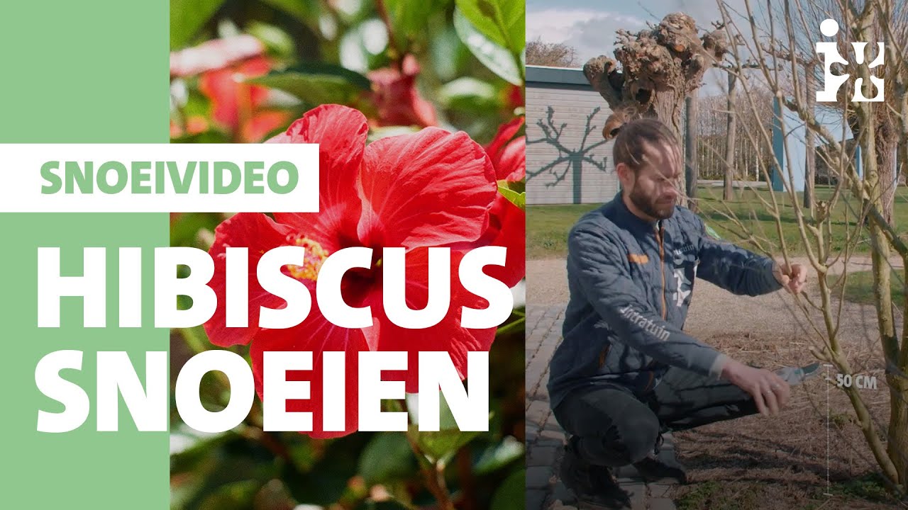 Intratuin - Hibiscus snoeien
