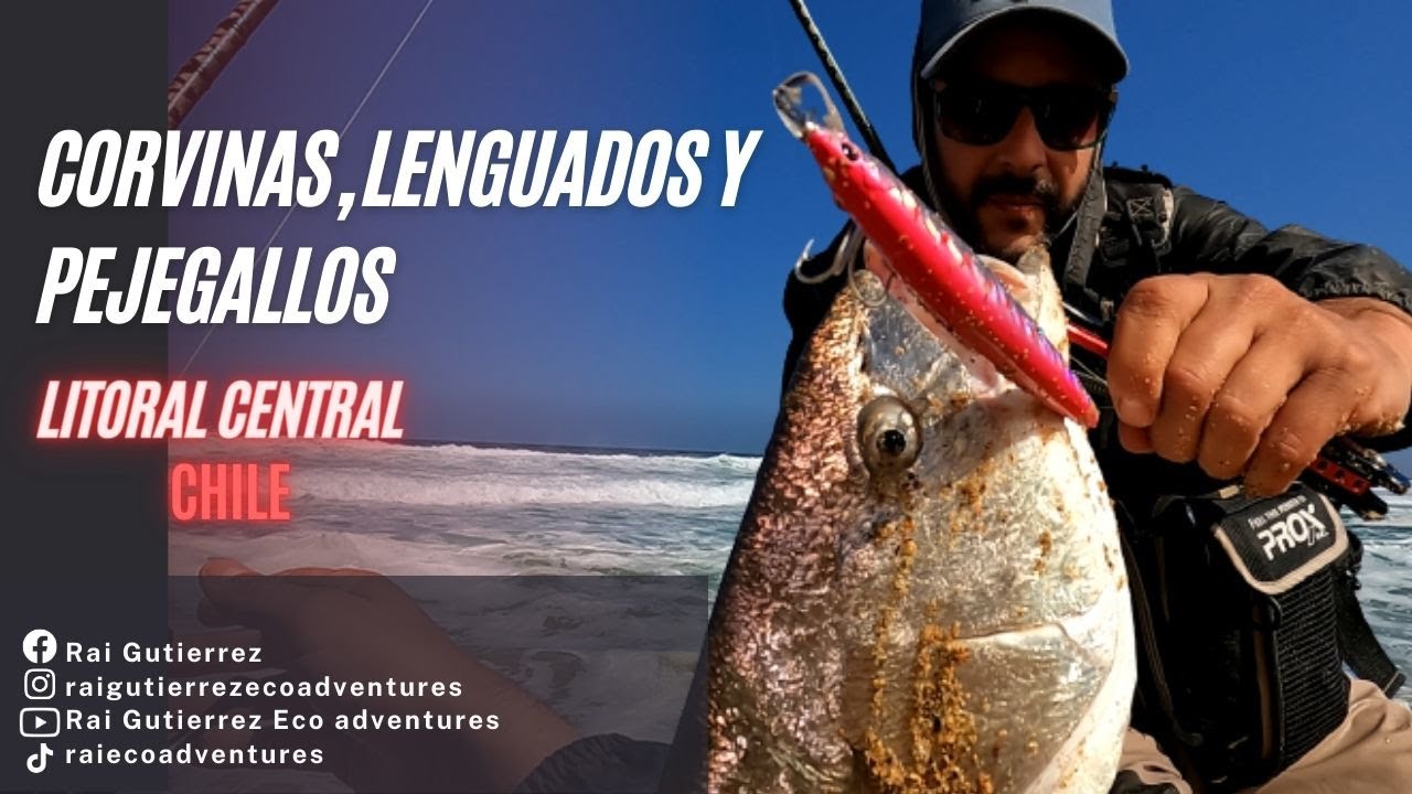 CORVINAS LENGUADOS y PEJEGALLOS
