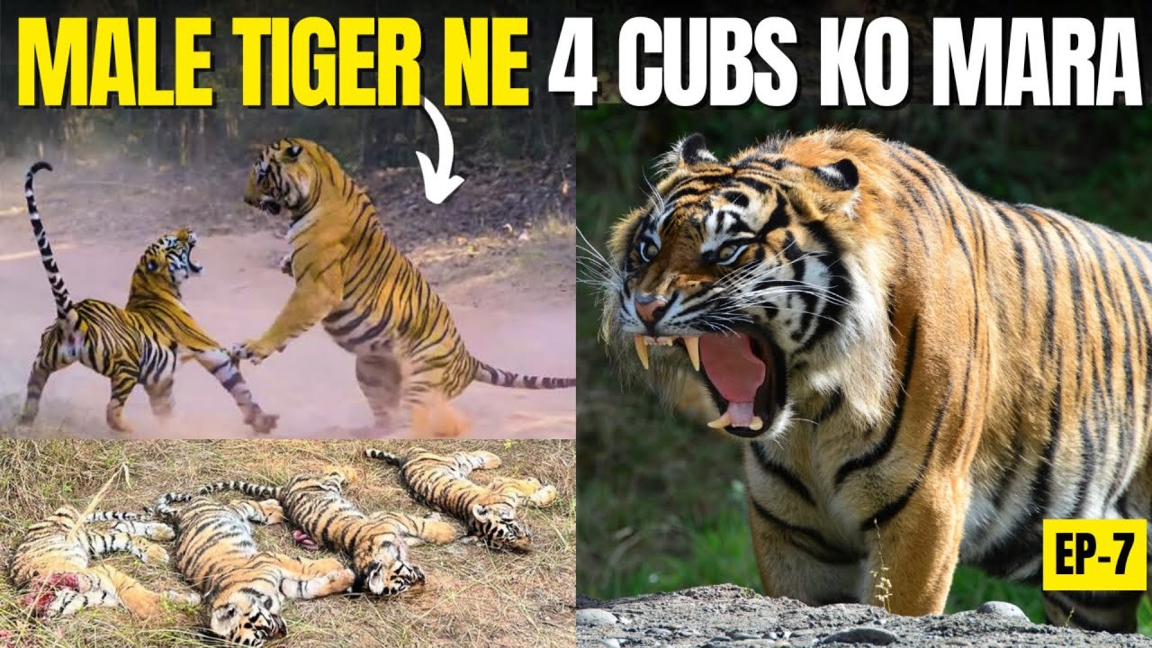 Bandhavgarh Tiger Reserve TIGER Attack चुन चुन कर सबको मार रहा है -Tiger और इंसान की कहानी 😱 EP 07
