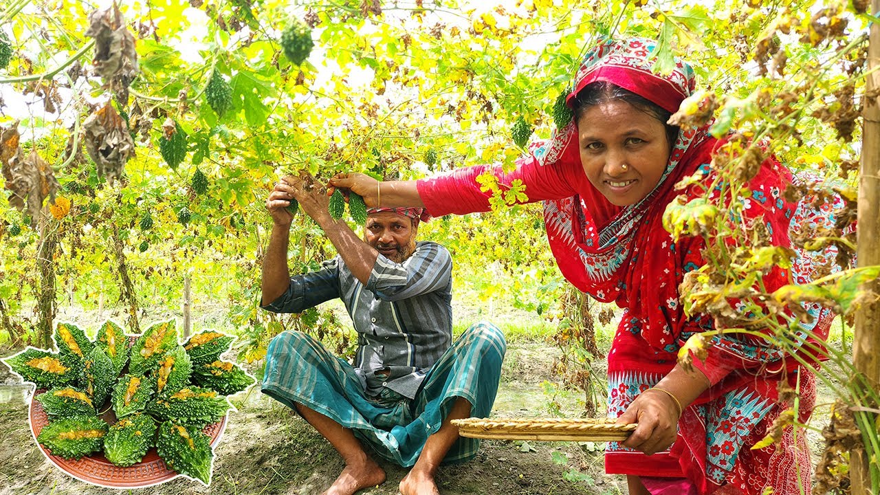 পুর ভরা করলা - ক্ষেতের তাজা উচ্ছে এভাবে রান্না করলে নিমিষেই এক প্লেট ভাত শেষ Bitter Gourd Fish Curry