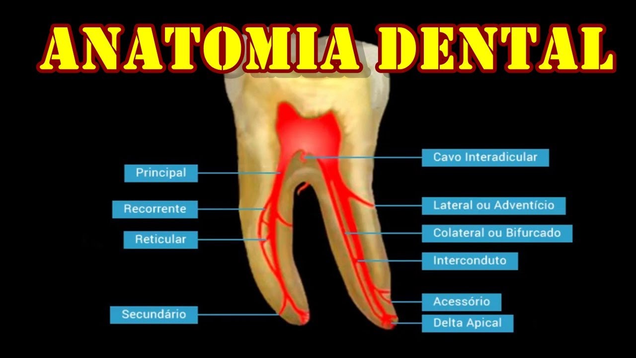 Anatomia do Dente - Resumo