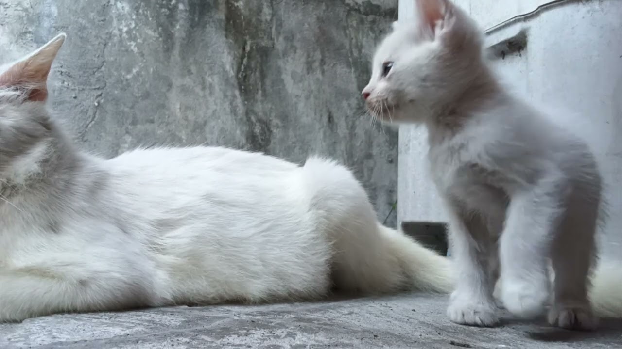 4 cats