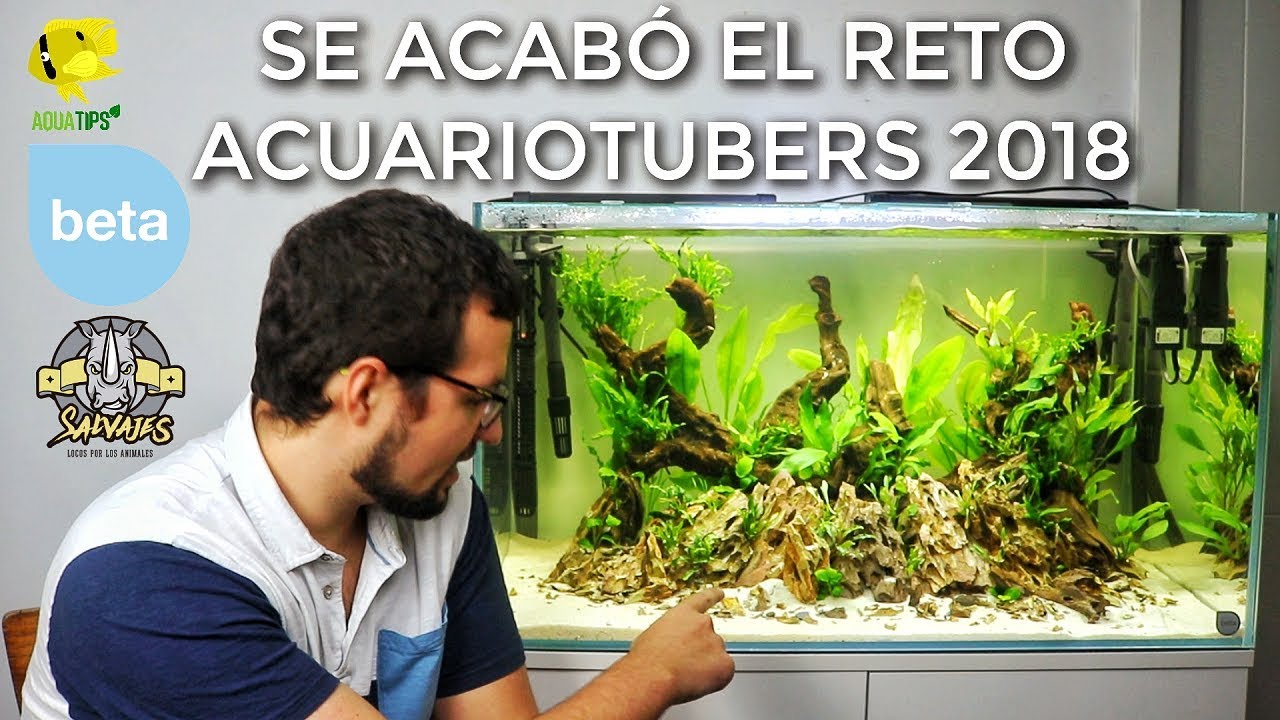 LLEGÓ EL FINAL DEL RETO ACUARIOTUBERS 2018 || AquaTips (CERRADO)