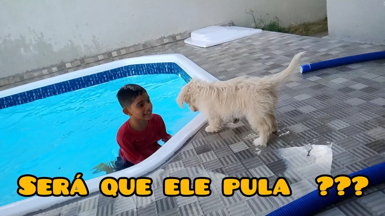 Nosso cachorrinho gosta de piscina - dia de piscina 