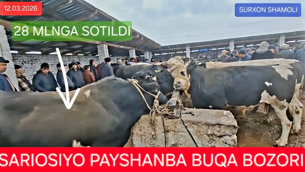 12.03.2026 SARIOSIYO PAYSHANBA KICHIKVA KATTA BUQA BOZORI 