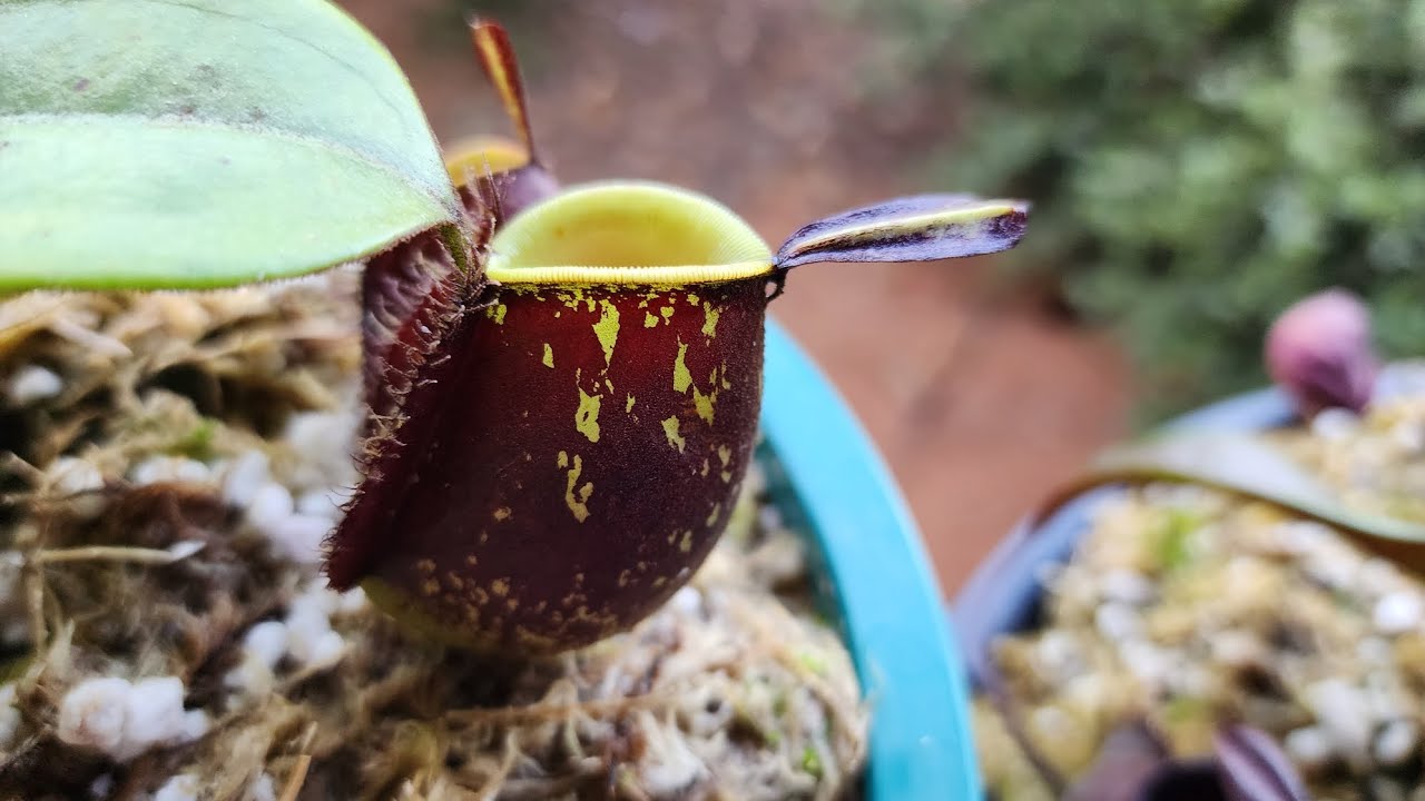 Nepenthes Ampullaria Black Miracle (Plantas carnívoras ep #7)