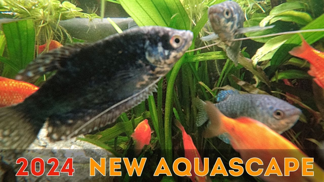 NEW Gourami/Barb Tank Setup 2024 (Part 1/2)