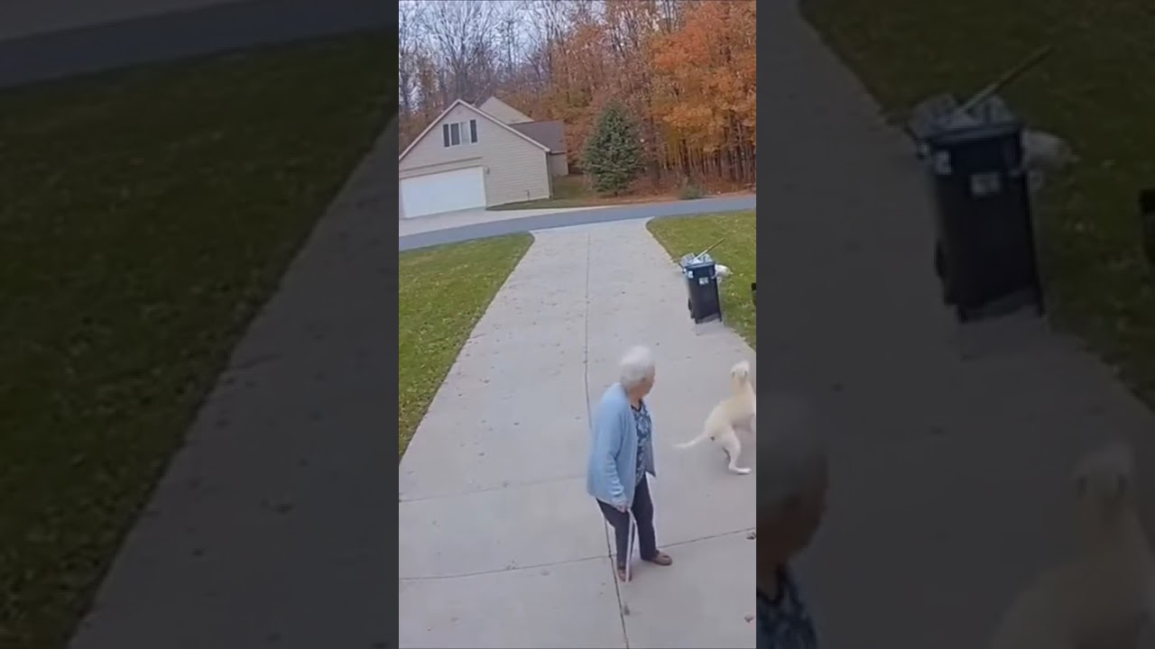 Hero Dog Saves Elderly Woman from Bear Attack 🐻💪 | Real Security Cam Footage