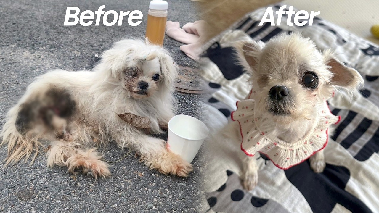 Вот что происходит, когда у тебя есть семья [Чигым-и, Соони.-Часть 7]