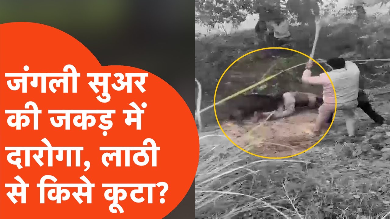 Badaun news: जंगली सुअर ने किया दारोगा पर हमला, फिर हुआ ये..