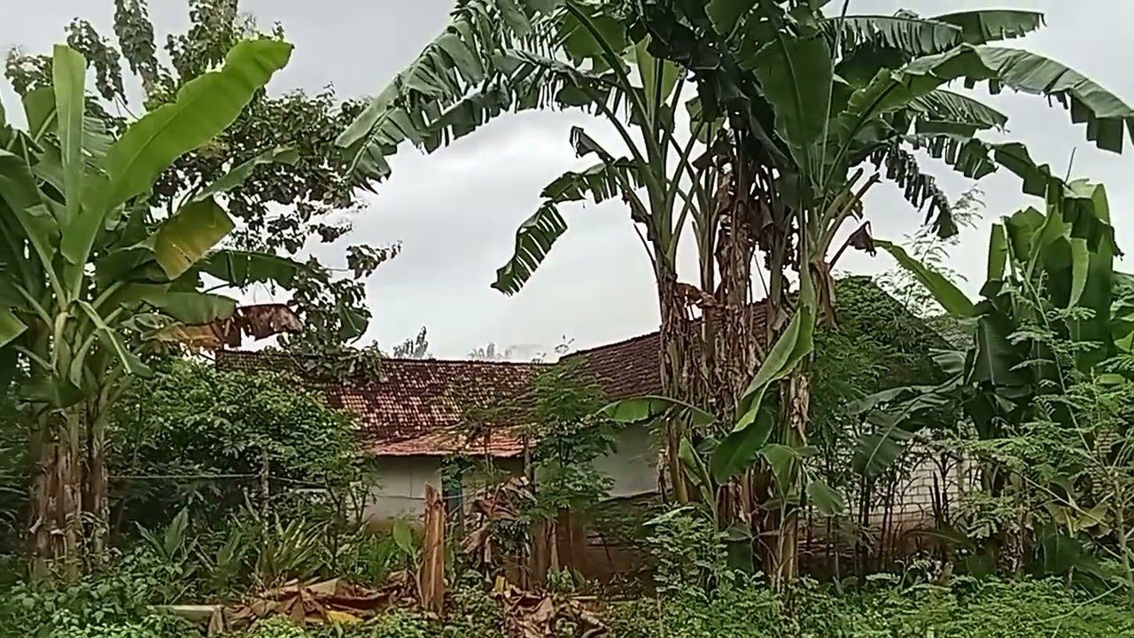 PEMANDANGAN DI KEBUN KU GUYSS DI SAMPING RUMAH #syahrllananda 