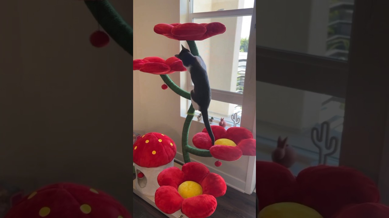 Unboxing THE viral cat tree 👀 #youtubeshorts #entertainment #viral #youtube #shortvideos #cat #pets