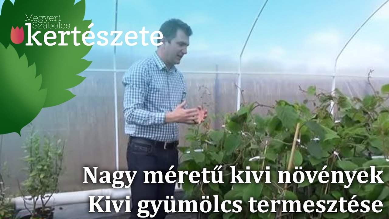 Nagy méretű kivi növények - Kivifa növény vásárlás - Kivi gyümölcs termesztése