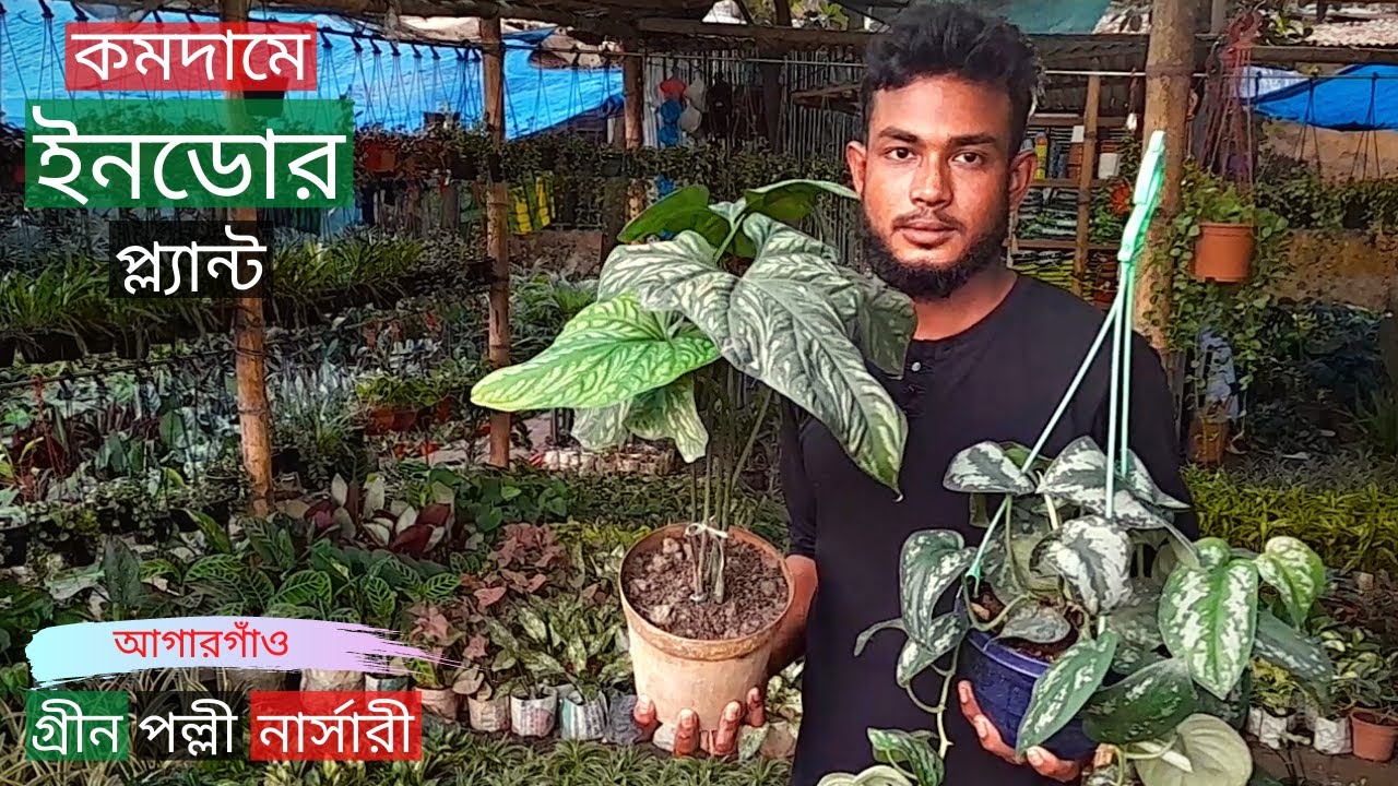 ইনডোর প্ল্যান্টের মূল্য গ্রীন পল্লী নার্সারিতে | Indoor Plants Price | Gardening Bangladesh