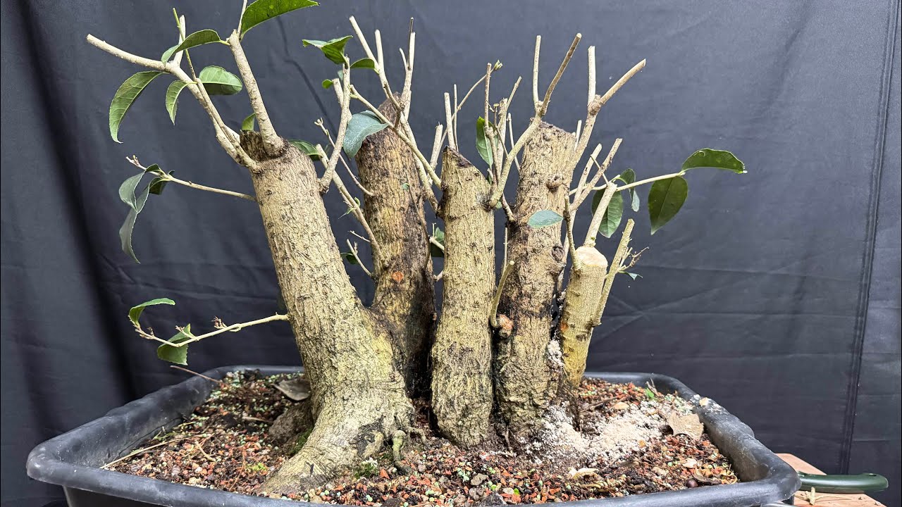 Trabalhando pré bonsai de jasmim #bonsai #bonsaitree 