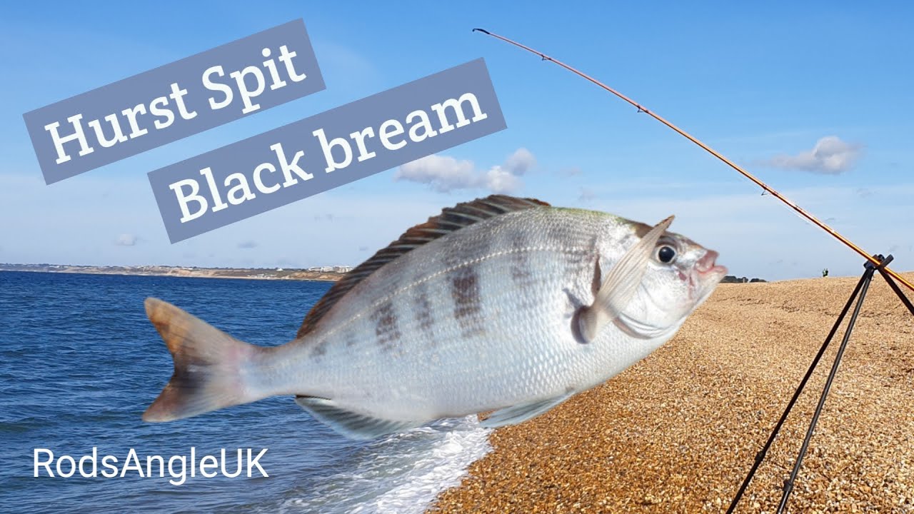 HURST SPIT BLACK BREAM