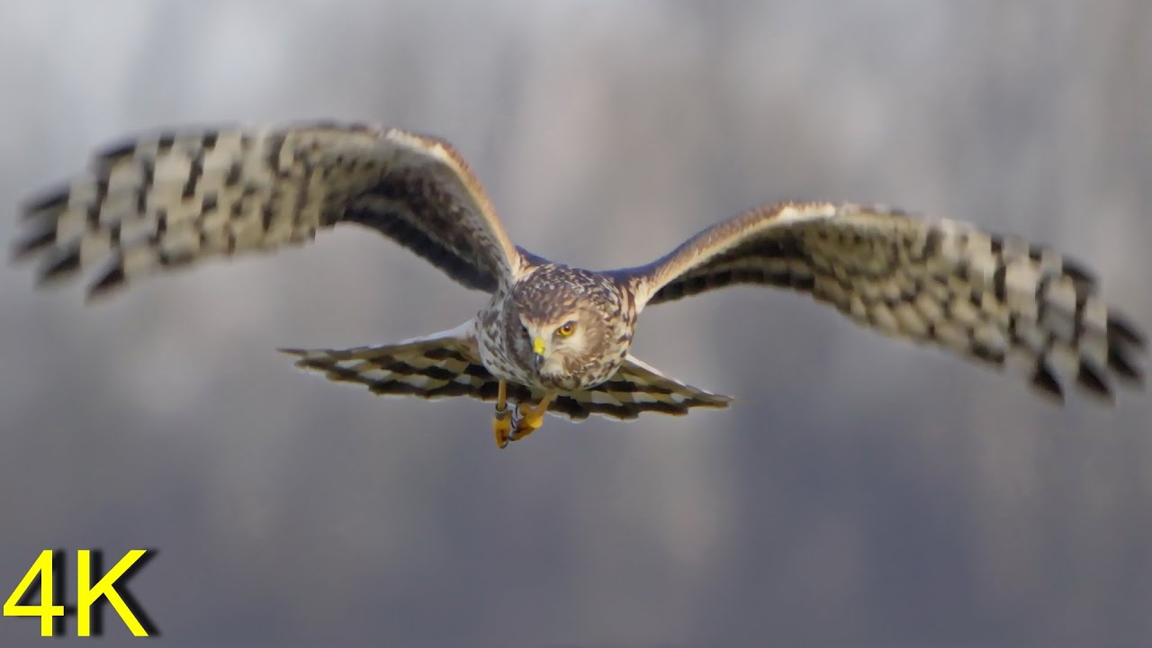Kornweihe jagt im Winterquartier 2025 --  Hen Harrier hunts in Winter Quarters