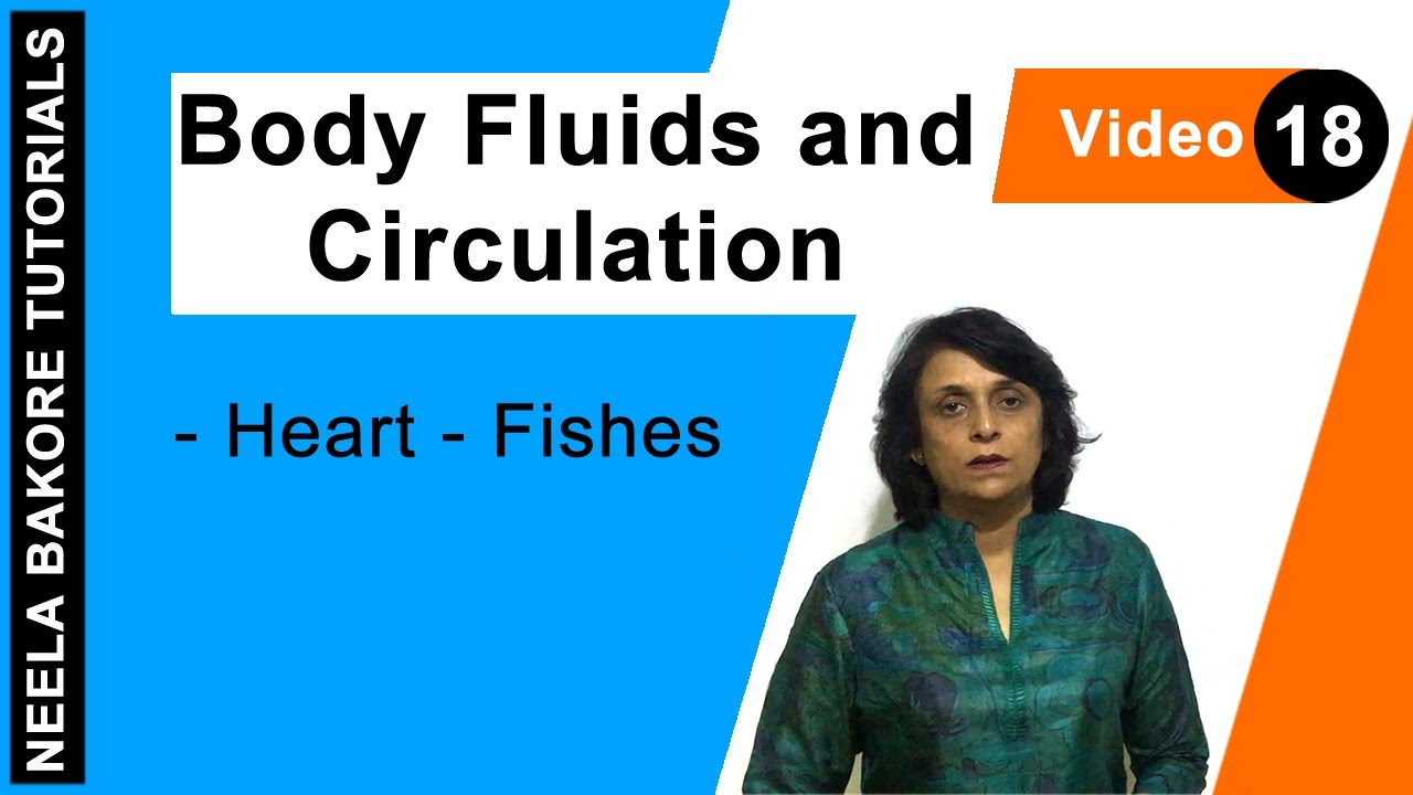 Body Fluids and Circulation | NEET | Heart - Fishes | Neela Bakore Tutorials