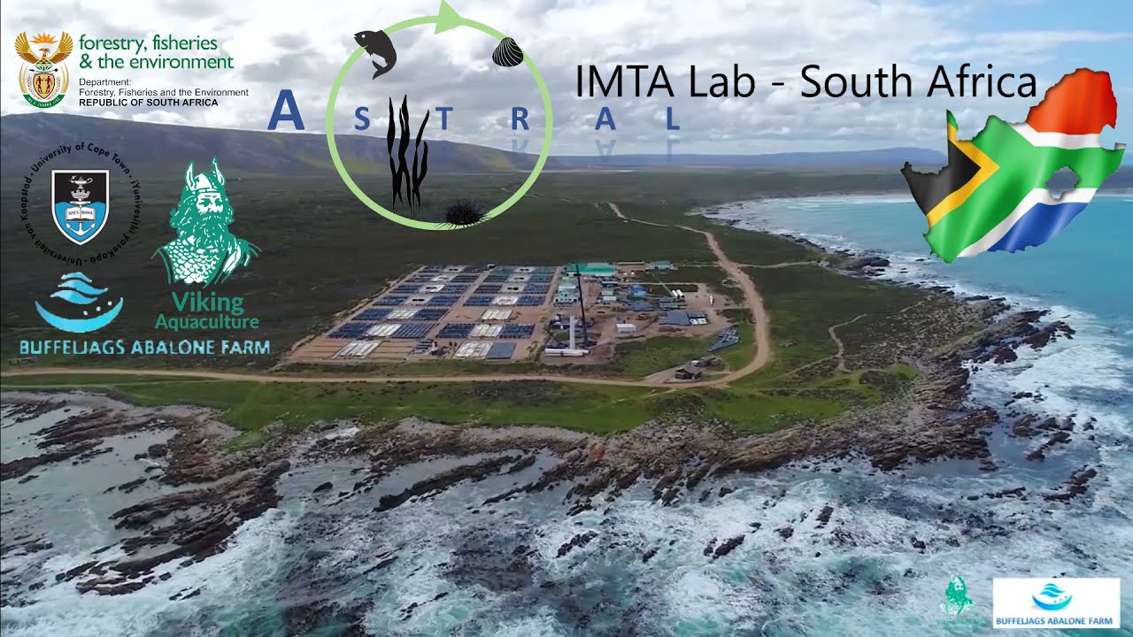 ASTRAL IMTA Lab in South Africa - UCT, DFFE, Viking Aquaculture, & Buffeljags Abalone