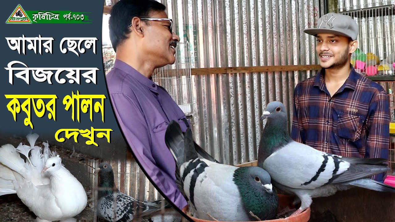 703-এবার আমার ছেলে বিজয়ের কবুতর পালন দেখুন Now watch my son Bijoy's pigeon keeping Chitrapuri Krishi