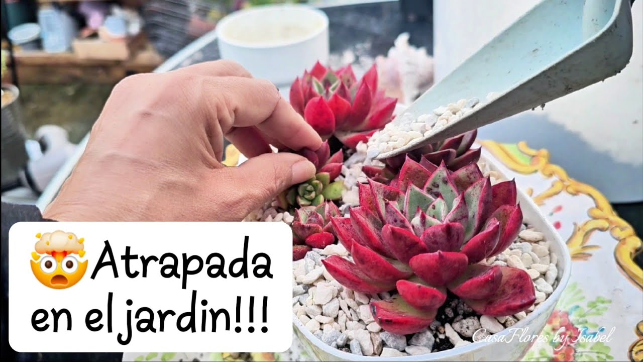 ⏰️6 HORAS de MUCHO provecho! 🪏 #suculentas #jardinería #plantas 