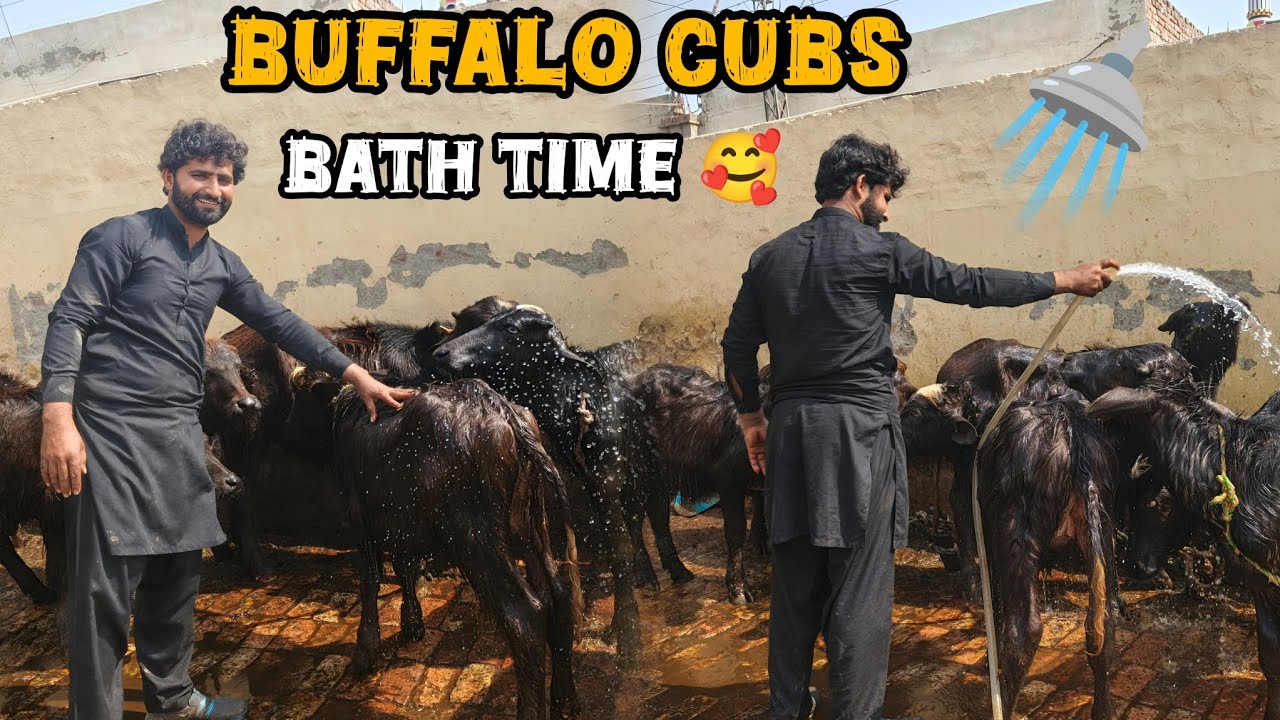 Buffaloes k bacho ko nehlaya AJ 🥰 | buffalo cubs bath time 🚿 | Arain Dairy Farm vlog 