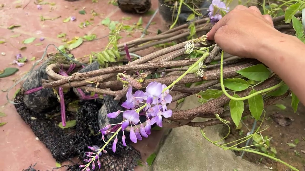 18/2 ☎️0967439699🦚 video mới sale toàn bộ cây giám mềm tại vườn 