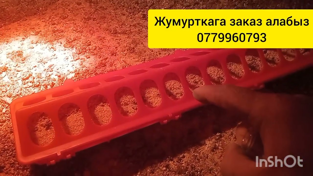 Жаңыдан жөжө багып баштагандарга маанилүү маалымат жумурткаларга заказ алабыз 0779960793