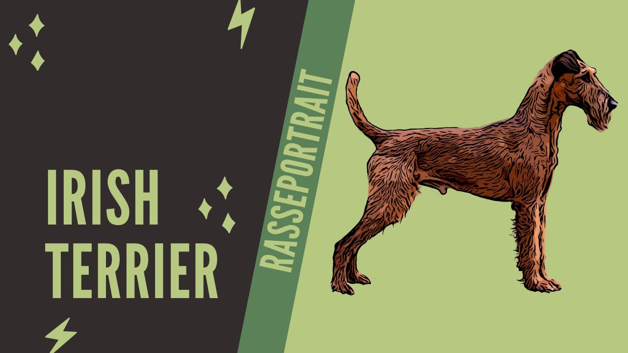 Irish Terrier -  Videorasseportrait